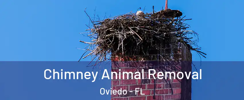  Chimney Animal Removal Oviedo - FL