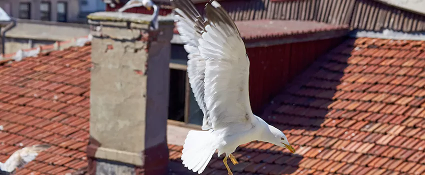 Residential Chimney Animal Removal Solution in Oviedo, FL