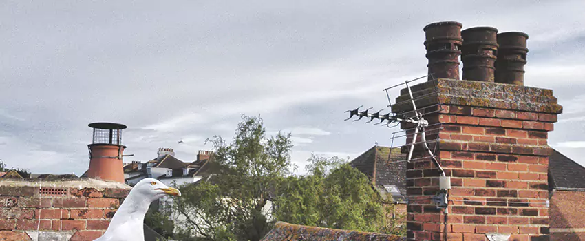 Chimney Cleaning And Restoration in Oviedo, Florida